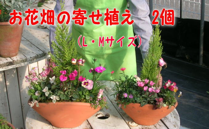 植木 寄植え 可愛いお花畑の寄せ植え L・Mサイズ 2個セット 配送不可 北海道 沖縄 離島 植物 
