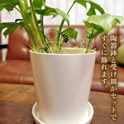 ふるさと納税 糸島市 葉に切れ込みが入ったモンステラの小型品種『ヒメモンステラ』糸島市/cocoha[AWB034] |  | 02