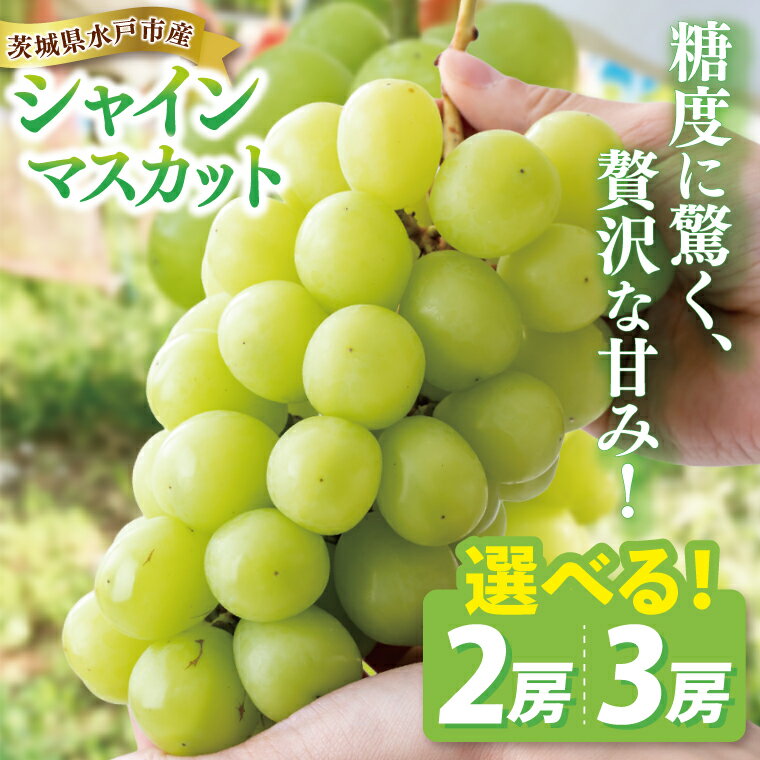 【ふるさと納税】【9月中旬より順次発送】【選べる内容量】糖度に驚く、贅沢な甘み！水戸市産シャインマスカット 2～3房【葡萄 ぶどう マスカット フルーツ 果物 くだもの 水戸市 茨城県 】(NL-1)