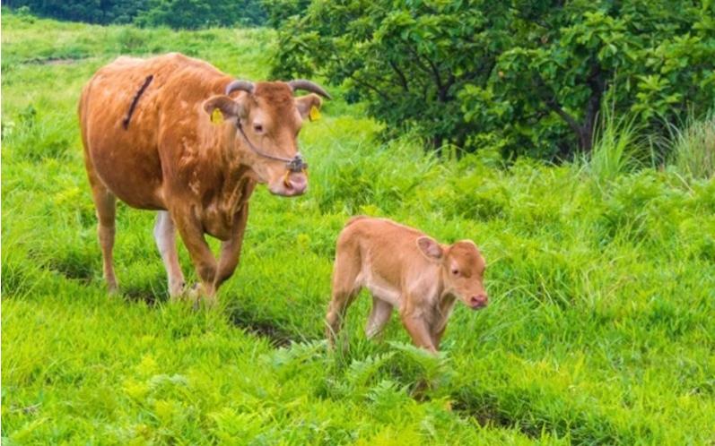〈令和8年3月出荷〉 熊本県産ＧＩ認証取得 くまもとあか牛（焼肉用５００ｇ） 熊本県産 あか牛 焼肉用 500g くまもとあか牛 GI認証取得 和牛 国産牛 肉 牛 焼肉 赤身 バーベキュー ギフト 