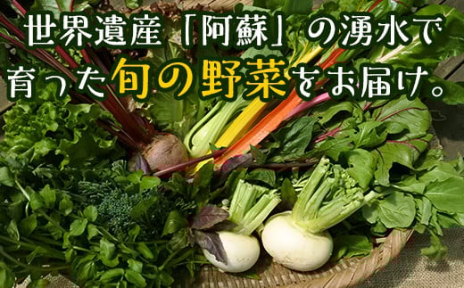 
[F050-007003]「南阿蘇オーガニック」旬の野菜セット10種類以上詰め合わせ
