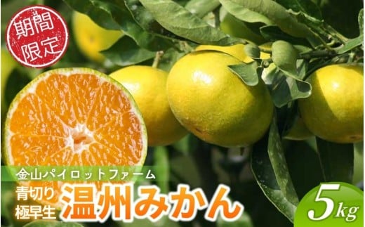 【北海道専用】みかん 金山パイロットファームの 極早生温州みかん 5㎏ 【2026年9月下旬から順次発送】 みかん ミカン 温州みかん 極早生 極早生みかん フルーツ 果物 くだもの 柑橘 産地直送 数量限定 人気 国産 三重県 熊野市【knpr0012A-HK】