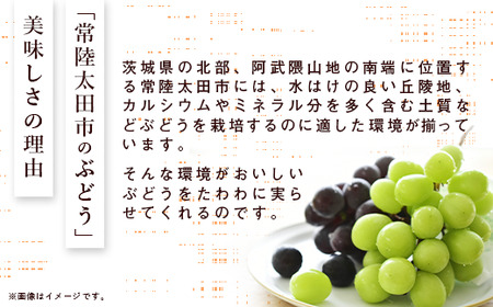 【先行予約】ぶどう 種無し巨峰 2房｜ぶどう ぶどう ぶどう ぶどう ぶどう