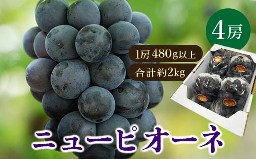 
            ＜2025年発送＞岡山県産　ニューピオーネ4房(1房480g以上・合計約2kg)【1281357】
          