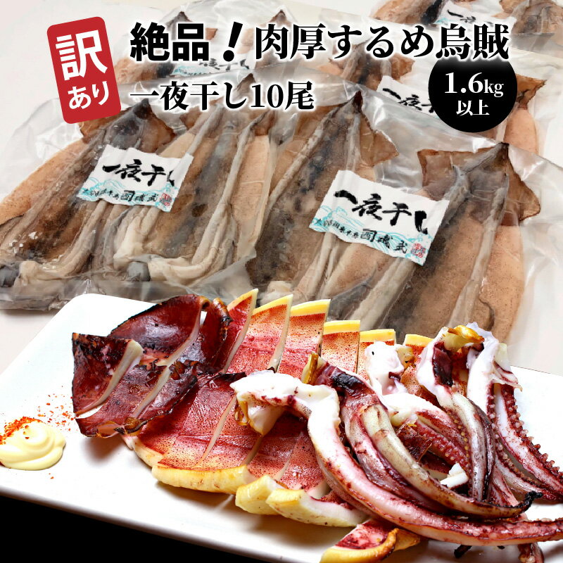【ふるさと納税】訳あり するめいか 一夜干し 1.6kg以上 10尾 2尾×5パック サイズ 小ぶり 増量 小分け 味は絶品 肉厚 イカ 甘塩 おつまみ おかず お取り寄せ グルメ 酒の肴 送料無料