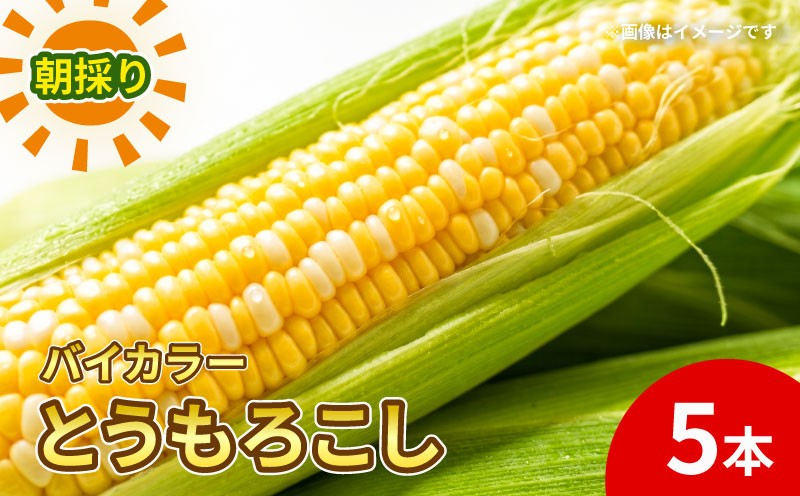 
                  【先行予約】 朝もぎ とうもろこし バイカラー 5本 《6月中下旬より順次発送》 京都 京都府 コーン トウモロコシ ミルフィーユ ミルキーシュガー 久御山 久御山町 新鮮 甘い 糖度 朝どれ 朝採れ 野菜 旬 産地直送 ギフト 夏野菜 秋野菜 農園Wave village
                