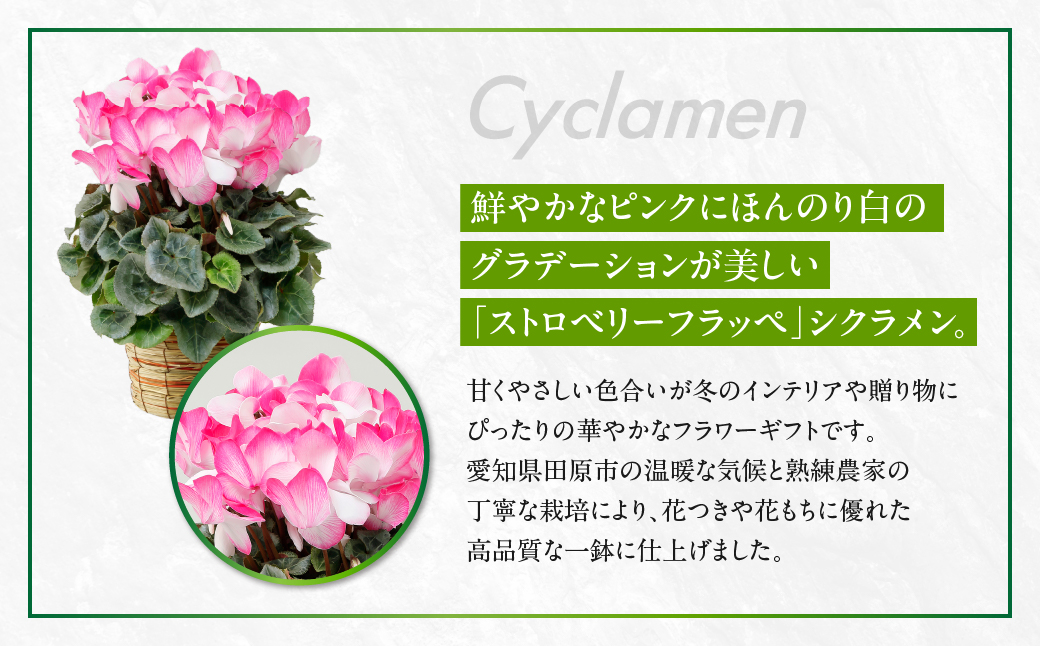 シクラメン ストロベリーフラッペ 観葉植物 植物 5号鉢 人気 おしゃれ かわいい 初心者 枯れにくい 育てやすい お手入れ 室内 大鉢 中型 インテリア リビング 玄関 寝室 キッチン オフィス プ
