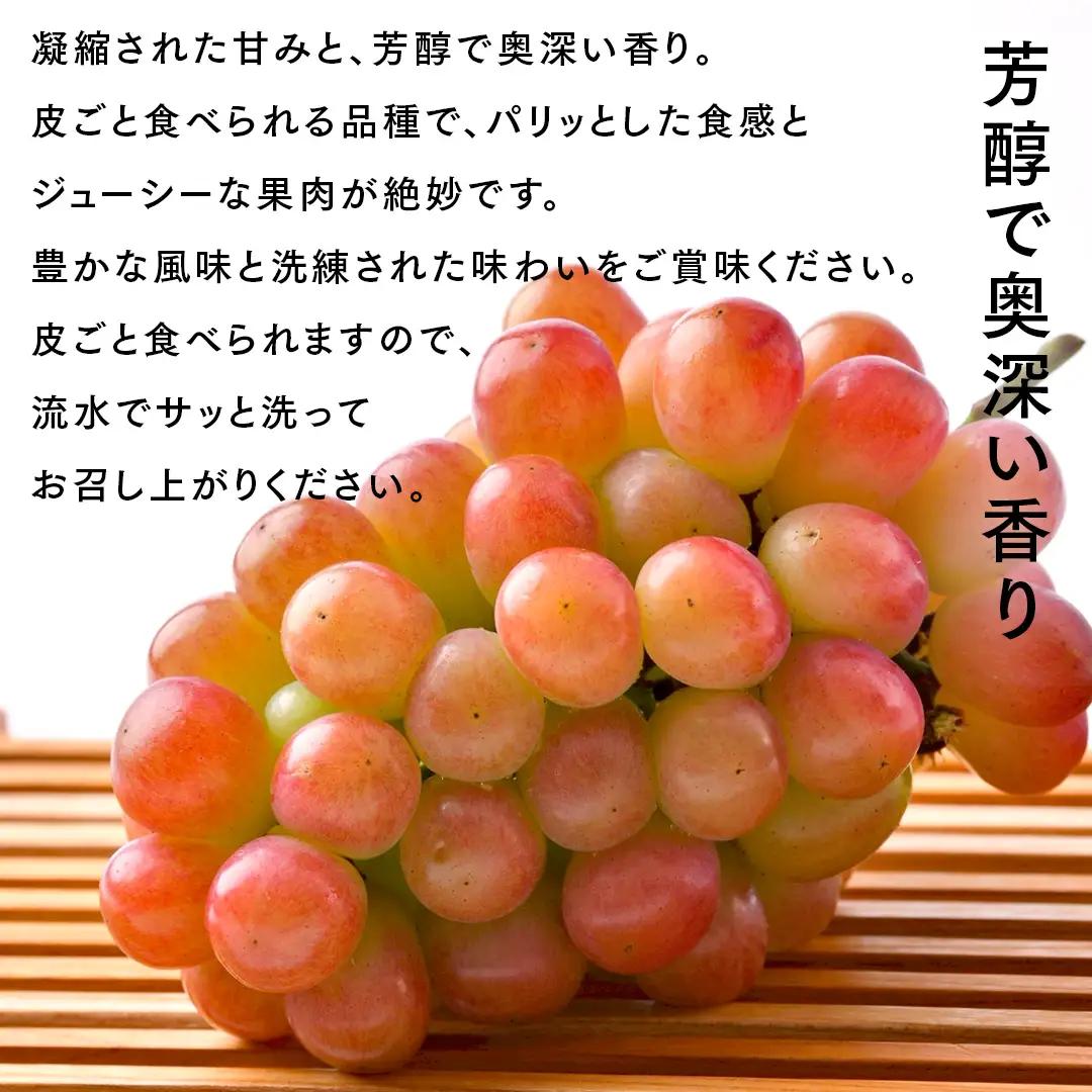 我が道 5kg （8～12房）【2026年9月より発送開始】（茨城県共通返礼品 [ぶどう]：結城市産）