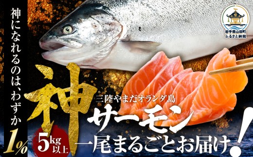 【R9年度先行予約】≪数量限定≫　オランダ島 神 サーモン ×1本（約5kg以上）【三陸やまだ漁協】三陸山田 山田町 山田湾 山田産 トラウトサーモン 鮭 養殖 刺身 カルパッチョ 生食 神サーモン ｜ SM007-r9