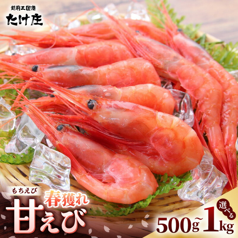 【ふるさと納税】【先行予約】 甘えび（もちえび）500g / 1kg (500g×2袋) 【選べる内容量】【2025年4月より新物順次発送予定】【甘海老 あまえび アマエビ えび 海老 有頭 刺身 生食 海鮮 海産物 魚貝類 魚介類 新鮮 冷凍 食品 おかず 三国】