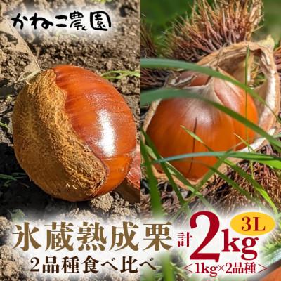 ふるさと納税 笠間市 【2026年秋　先行予約】笠間の栗・かねこ農園の氷蔵熟成栗　食べ比べ1kg×2品種(3L)