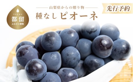 【2025年 先行予約】山梨県産　種なしピオーネ２房(約1.0Kg）　2～3房 山梨 やまなし 葡萄 ブドウ フルーツ 果物 くだもの ぶどう デザート スイーツ 黒葡萄 黒ブドウ 黒ぶどう 濃厚　期間限定