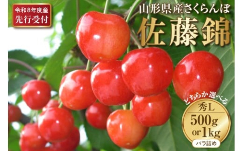 選べる内容量！【2026年産先行予約】さくらんぼ佐藤錦 秀L 1kg/500g  秀品 Lサイズ 山形県河北町産【晴天畑】 さくらんぼ 贈答 ギフト 佐藤錦 秀品 先行予約 令和8年産