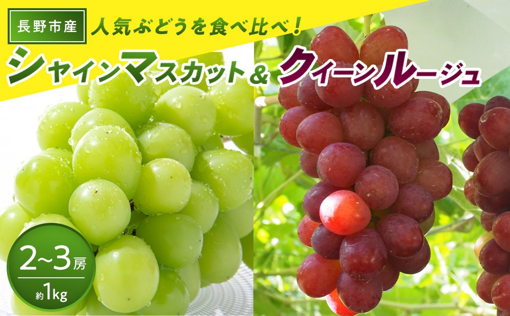 
                  長野市産 クイーンルージュ＆シャインマスカット 1kg【2026年9月中旬以降出荷分】 |  ぶどう クイーンルージュ 希少 シャインマスカット 人気 おすすめ 葡萄 ブドウ フルーツ 果物 食べ比べ 皮ごと 種なし 糖度 ギフト プレゼント 長野県 長野市 信州 信濃 ふるさと納税
                