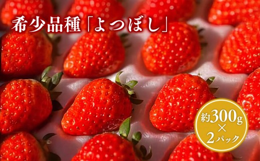 
                  【1～4月発送】青森県産 いちご よつぼし 約300g×2パック (平詰め)【青森県 平川市 しあわせj-Farm】いちご イチゴ くだものフルーツ 希少品種 
                