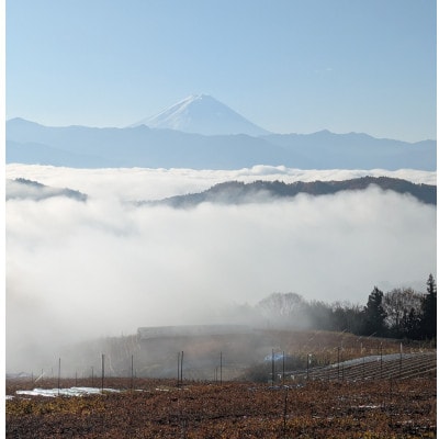 【2026年先行受付】10月上旬より発送「牧丘天空の丘マイハート」約1kg(2～3房)【配送不可地域：離島】