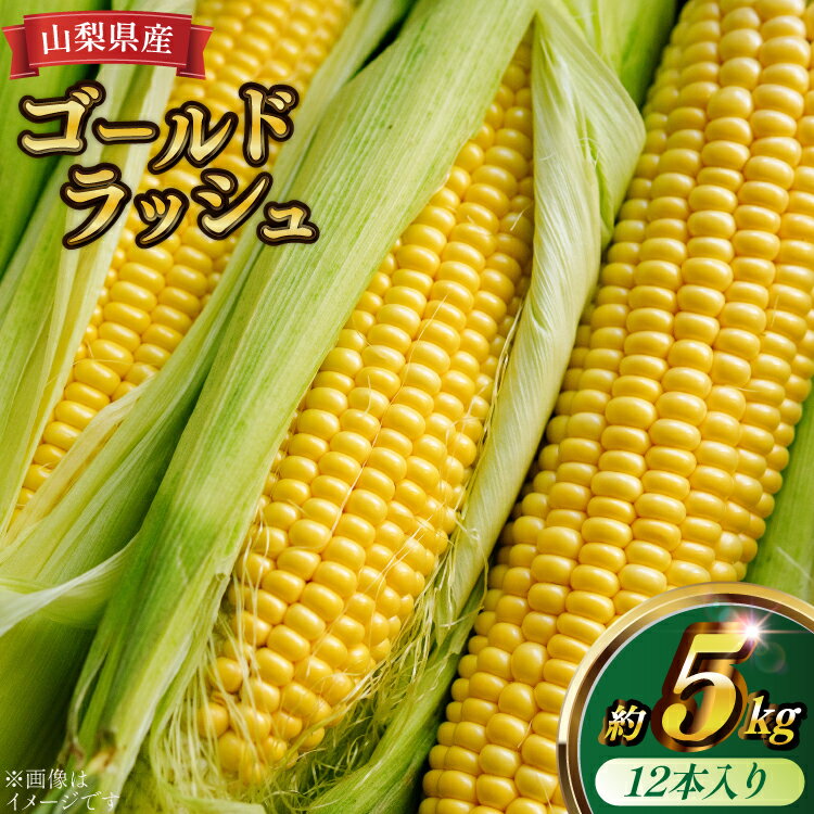 【ふるさと納税】トウモロコシ ゴールドラッシュ 12本入り 約5kg [KYA農園 山梨県 中央市 21471059] とうもろこし コーン