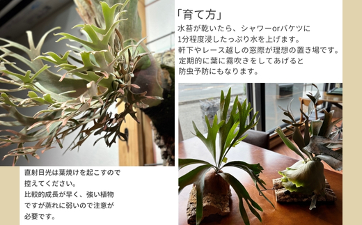 ビカクシダ(コウモリラン) バリドワーフ P.willinckii wild Bali dwarf コルク仕立て 観葉植物 コウモリラン インテリアグリーン プランツハンガー