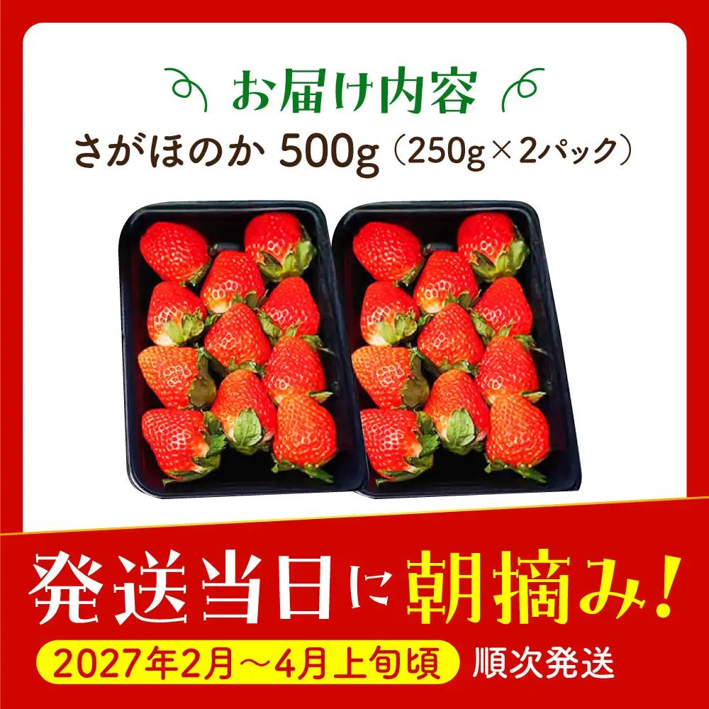 【先行予約】【2?4月発送】さがほのか250g×2 HAF022 いちご 果物 フルーツ いちご