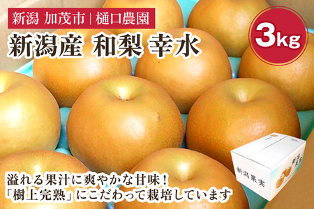 【2026年先行予約】和梨 幸水 3kg（6～9玉）《8月中旬から順次発送》 こうすい 梨