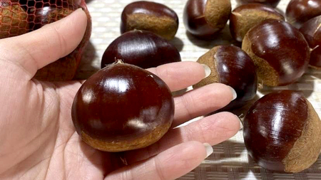 【先行予約】茨城県産 生栗 3Lサイズ 約3kg (2024年10月上旬発送開始) 茨城県産 産地直送 久保田果樹園 茨城 栗 くり 季節 秋 旬 直送 [DH014sa]