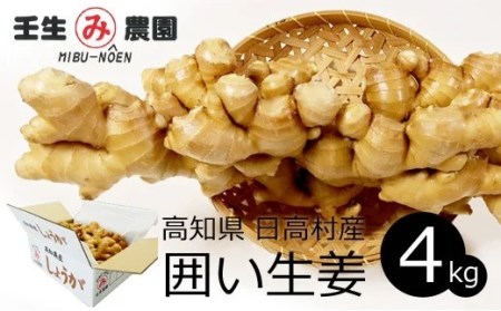 生姜 4kg　高知県産 囲い生姜 しょうが 低農薬栽培 大容量 業務用 農家直送 熟成