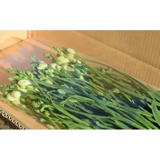 【先行予約】2027年1月発送：香り華やぐ フリージア 黄色　50本 生産者直送 直送 生花 切り花 花 はな 春 先行予約 予約 茨城県 利根町