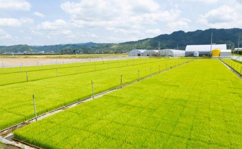 【12ヶ月定期便】みずほファーム UKIHA RICE (白米5kg×12ヶ月)  【2025年11月より順次発送予定】 米 ヒノヒカリ お米 ご飯 うきは市