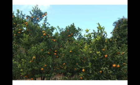 井村農園の足摺ぽんかん（５㎏）デコポンの親 みかん 柑橘 フルーツ 先行予約【R00222】