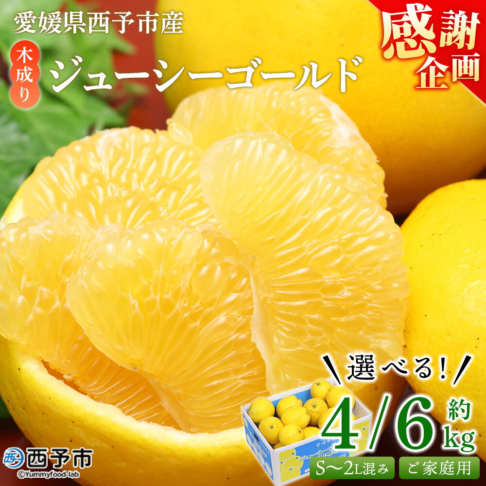 【ふるさと納税】【感謝企画】＜木成り ジューシーゴールド（河内晩柑）ご家庭用 約4/6kg（S～2L混合）＞『2026年6月中旬～8月中旬迄に順次出荷予定』訳あり 選べる 果物 フルーツ かわちばんかん みかん オレンジ 柑橘 食べて応援 特産品 宇都宮物産 愛媛県 西予市 【常温】
