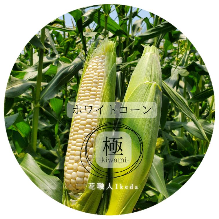 L012　ホワイトコーン極−Ｋｉｗａｍｉー（レギュラー）