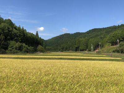 【京都ファーム】令和6年産 京都ファームのヒノヒカリ 精米5kg