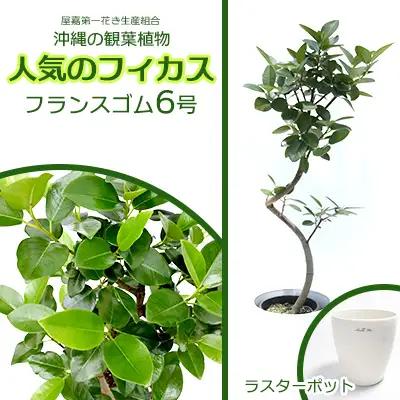 沖縄の観葉植物 フィカス フランスゴム6号 ラスターポット 観葉植物