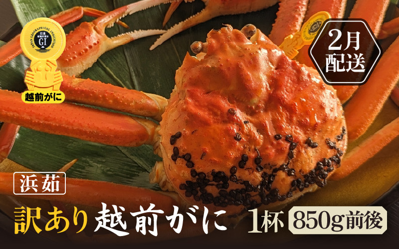 
            【訳あり】≪浜茹で≫越前がに 1杯（生で1杯850g前後）大人約2人前 食べ応え充分【規格外 雄 ズワイガニ かに カニ 蟹 越前ガニ 姿 ボイル 冷蔵 福井県】【2月発送分】希望日指定可 備考欄に希望日をご記入ください [e65-x002_02]
          