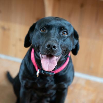 ふるさと納税 宍粟市 宍粟鹿肉100%　中〜大型犬向け犬の無添加おやつ　噛ませたい(ハードタイプ) O20