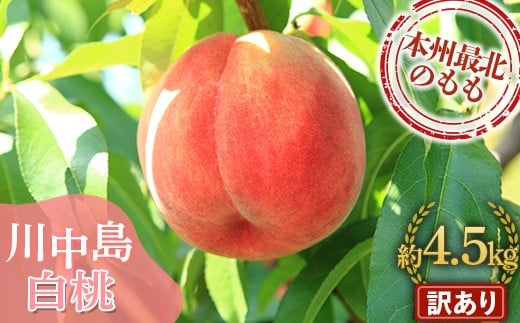 
                  ≪先行予約≫ 【訳あり】 もぎたて発送 川中島白桃 約4.5kg (10～18個) 【誠果園】 家庭用 規格外 わけあり ワケアリ 訳アリ 白桃 桃 もも モモ 青森県 南部町 三戸 南部 果物 くだもの フルーツ F21U-297
                