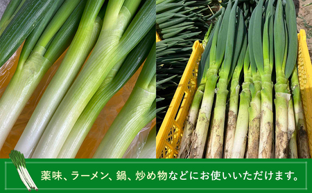 AD01-001 長生ねぎ（1kg）