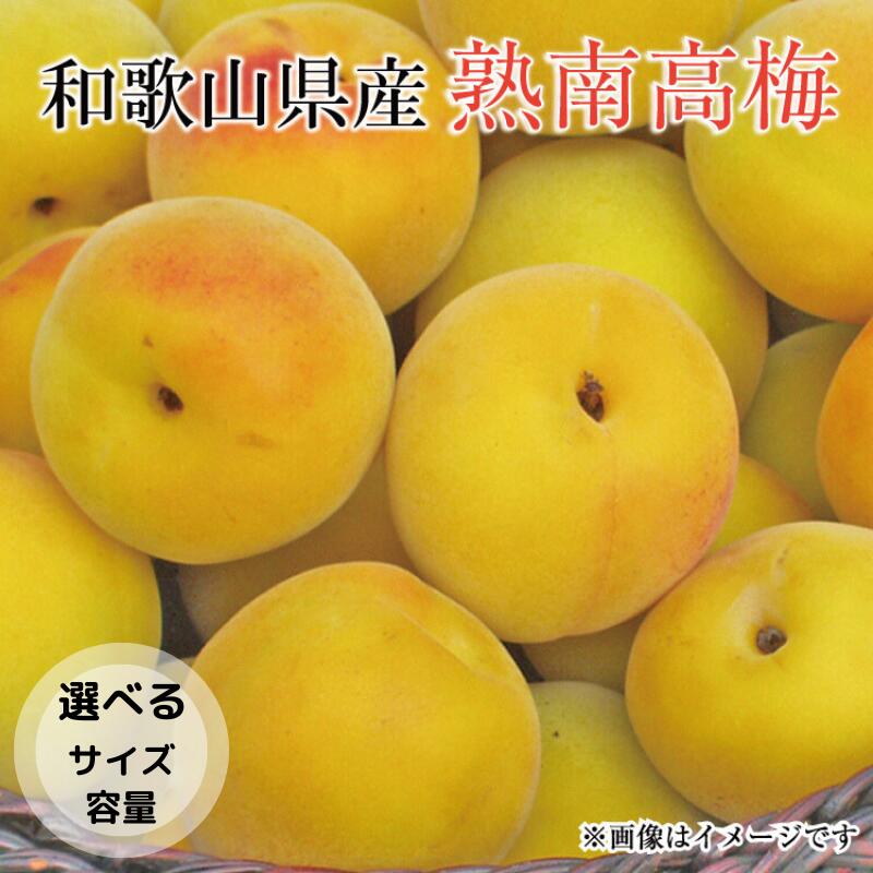 【ふるさと納税】【梅干・梅酒用】【選べる容量】【選べるサイズ】熟南高梅＜2026年6月上旬～7月上旬ごろに順次発送予定＞（お届け日指定不可）/ 梅 生梅 南高梅 青梅 完熟 梅干し 和歌山県 紀州 梅酒 梅ジュース 梅シロップ