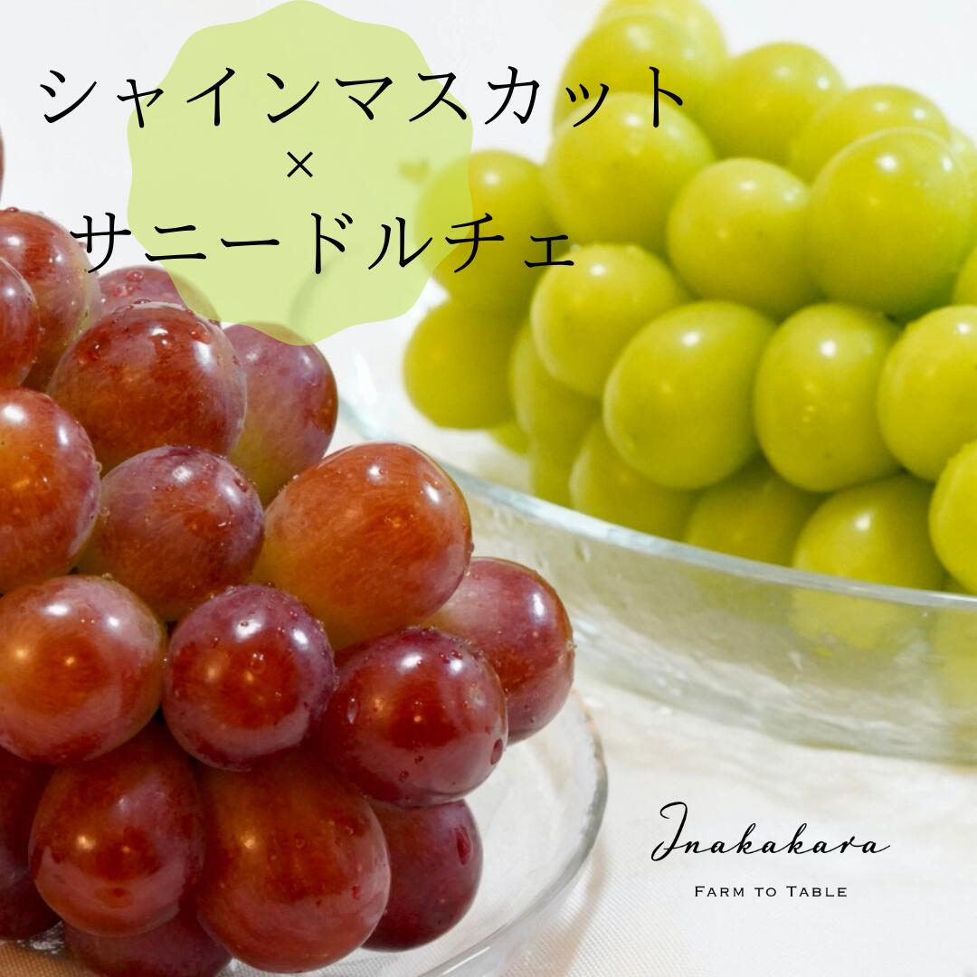 【ふるさと納税】【2026年発送★先行予約】 Inakakara 一宮のシャインマスカットとサニードルチェの詰め合わせ 三房（約1.7～1.8kg） ふるさと納税 シャインマスカット サニードルチェ 大粒 笛吹市 人気 期間限定 ぶどう ブドウ 贈り物 ギフト プレゼント 山梨県 192-007