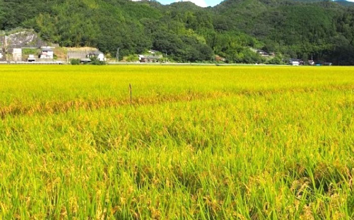 内子からり米使用 もち麦ご飯 10パック 自社栽培内子からり米にこまる・内子町産もち麦使用 ／ 米 もち麦 ごはん 愛媛県産 お米 パックご飯 【株式会社内子フレッシュパークからり】 [BKAD006