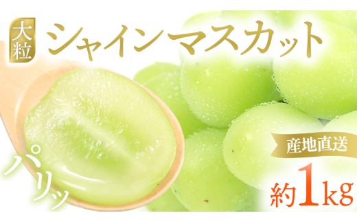 【先行予約】シャインマスカット 約1kg (AR032) 9月下旬発送開始 紫波町産 贈答品 ギフト フルーツ 果物 葡萄 ブドウ ぶどう 2房 高品質 完熟 甘い 新鮮