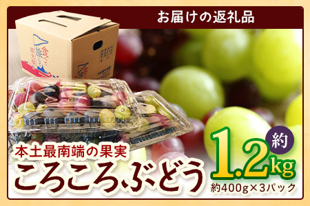 【先行予約】＜訳アリ＞ 本土最南端 ぶどう　ころころぶどうパック 約1.2㎏ ｜訳あり 家庭用 産地直送 旬 ブドウ 葡萄 ぶどう フルーツ 果物 くだもの ≪2025年8月より順次発送≫（BB707