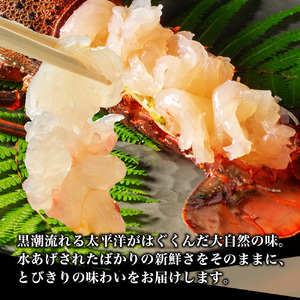 特大　活き伊勢海老Ｄコース 1尾（500～600g）　山金商店　／　伊勢えび　エビ　海老　伊勢志摩産