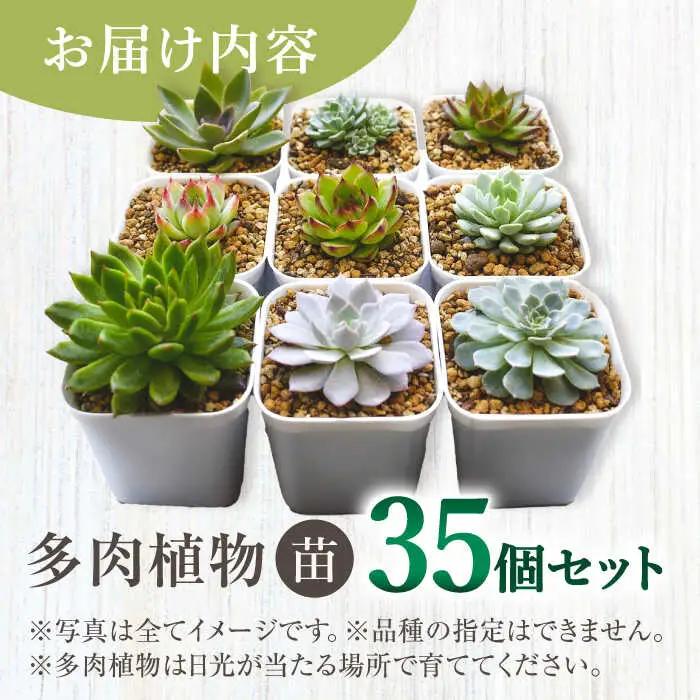 多肉植物 苗 35個セット / インテリア 多肉植物[AFAT009]
