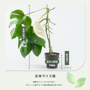 2026年4月上旬～発送【観葉植物】モンステラ・アルボ 40cm～60cm(JAいぶすき/042-2023) 観葉植物 植物 グリーン 鉢 おしゃれ 大型 インテリア 室内 開店祝い 新築祝い 引越し