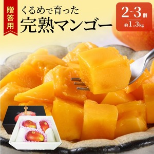 【2026年6月以降お届け】くるめで育った完熟マンゴー(2～3個：約1.3kg)_贈答用 完熟マンゴー 2個～3個 約 1.3kg 久留米産 完熟 マンゴー 国産 とろける 甘さ 地植え フルーツ トロピカルフルーツ アップルマンゴー 果物 デザート 冷蔵 クール便 倉重農園 お取り寄せ お取り寄せフルーツ 福岡県 久留米市 送料無料 〔Fm011〕