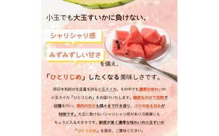 紀州和歌山産 小玉スイカ「ひとりじめ」 1玉	【2024年6月上旬以降発送】