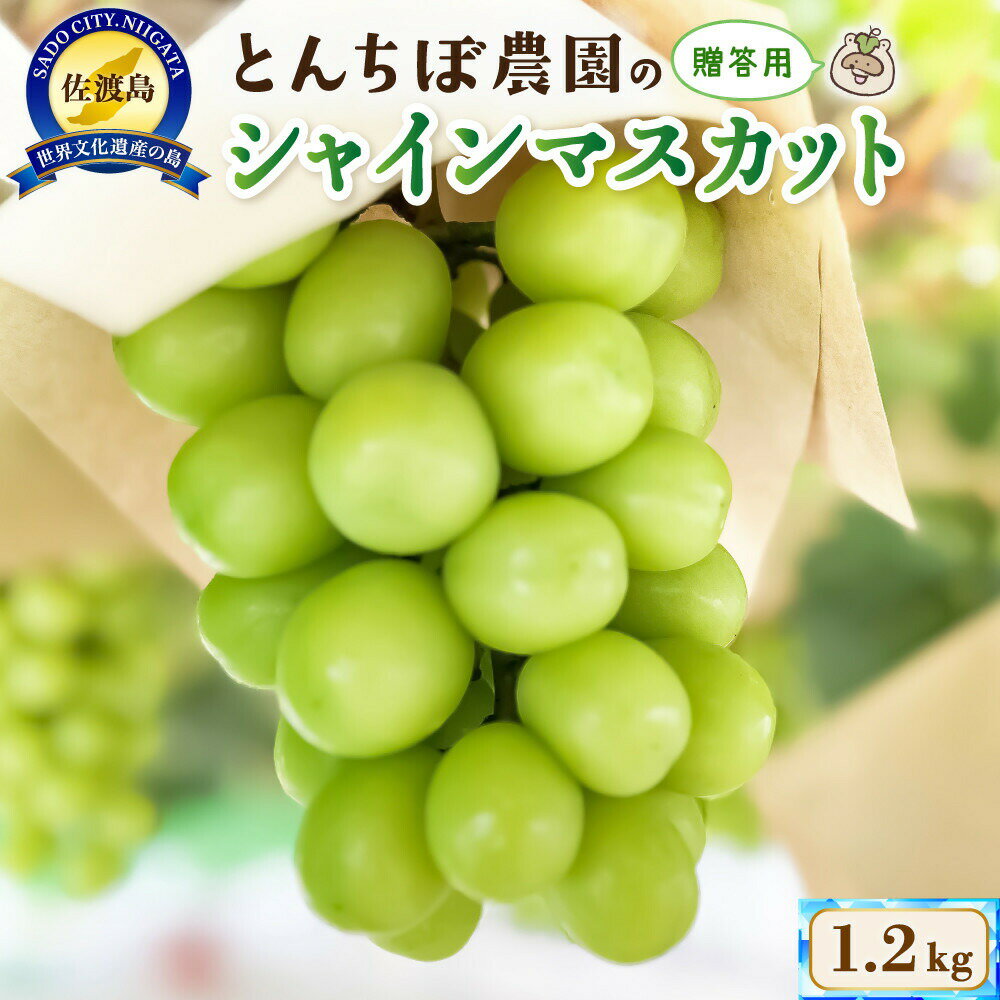 【ふるさと納税】【先行予約】シャインマスカット 1.2kg 2房 佐渡産 贈答用 大房 大粒 ぶどう ブドウ 葡萄 マスカット 1房 約600g ジューシー フルーツ 果物 くだもの 秋の味覚 冷蔵 産地直送 お取り寄せ ギフト プレゼント 贈り物 とんちぼ農園 新潟県 佐渡市