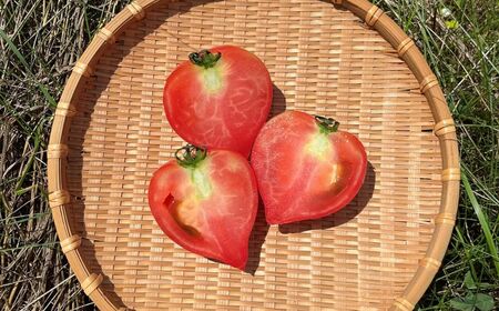 【2026年予約】極旨トマトクール便 食べ比べ2種セット 北海道壮瞥町産 スイート＆ラビットゴッホ 3kg 中玉トマト SBTAJ029