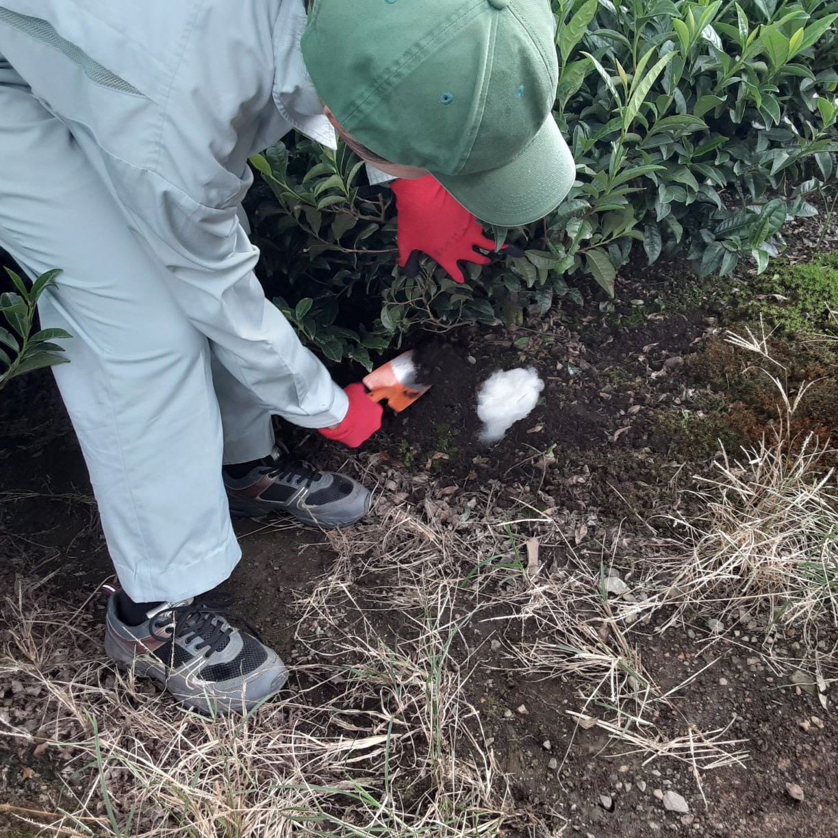 ウールで育てたお茶 お試しセット（かぶせ茶、ほうじ茶）マルシゲ清水製茶│お茶 茶 飲料 ギフト 贈り物 プレゼント 三重県 四日市 四日市市_イメージ4